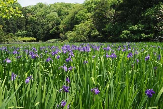 牧谷のカキツバタ群落